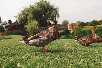 Ducks perching on grassy field