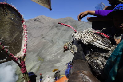 Cropped image of worshipper holding hen during kasada festival