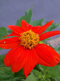 Close-up of red flower