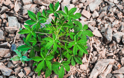 High angle view of small plant growing on field