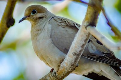 Close-up of bird perching on branch