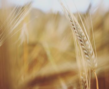 Close-up of wheat growing on field