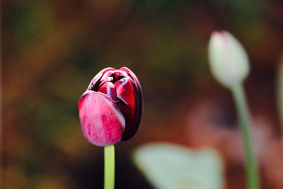 Close-up of tulip blooming outdoors