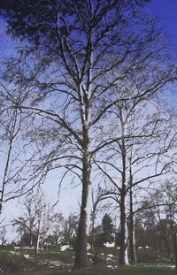 Low angle view of bare trees against sky