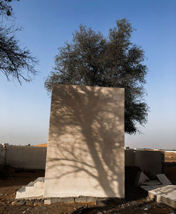 Tree by building against sky