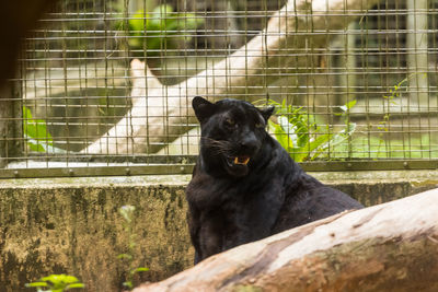 Black dog sitting in zoo