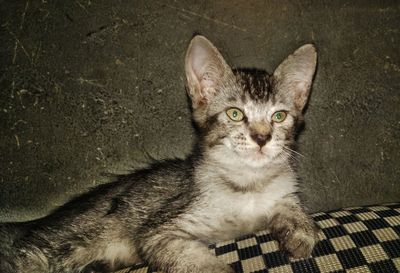 Close-up portrait of cat resting on floor