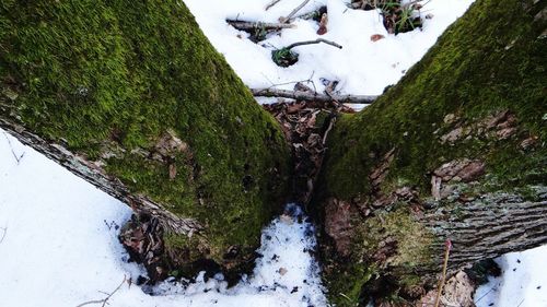 Close-up of ducks by plants against sky