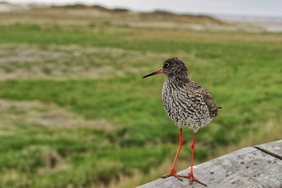 Close-up of a bird, common redshank, perching on a field