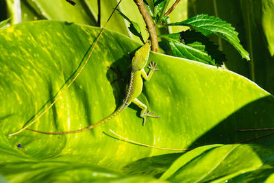 Close-up of insect on plant