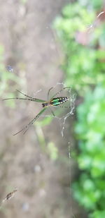 Close-up of spider on web