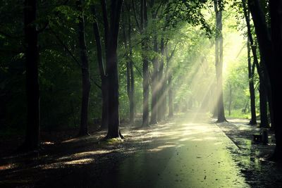 Sunlight falling on wet road in forest