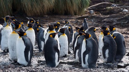 Row of trees on field