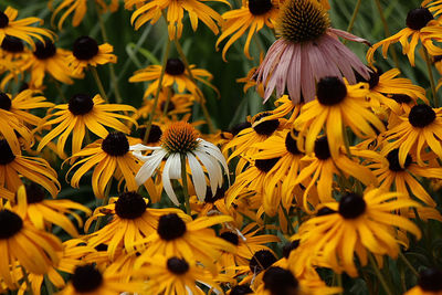 Close-up of sunflower