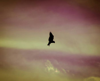 Low angle view of birds flying in sky