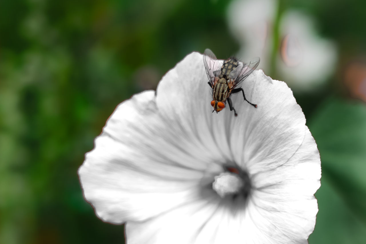 CLOSE-UP OF WHITE INSECT ON FLOWER