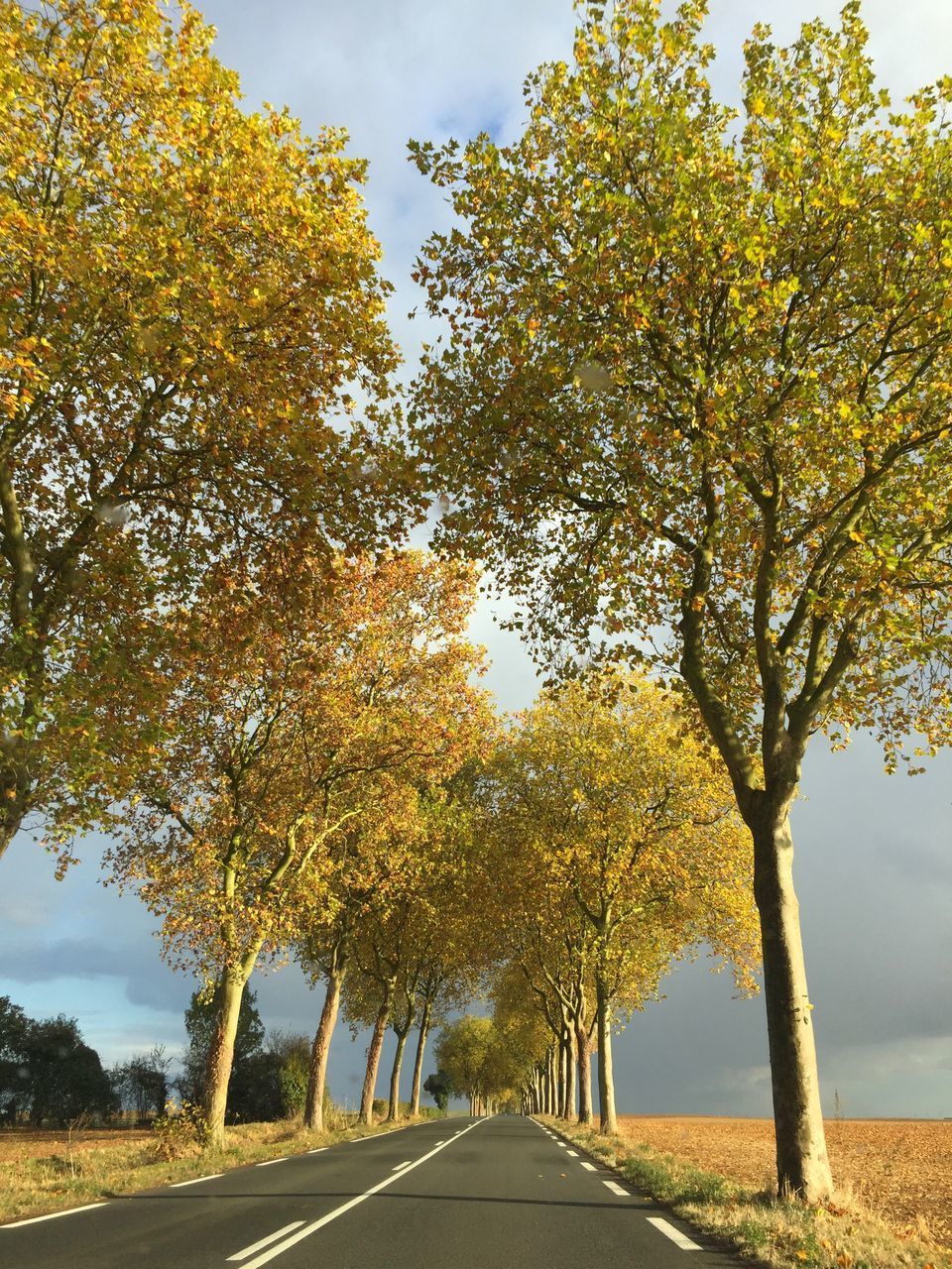 TREES BY ROAD AGAINST SKY