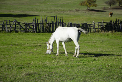 White horse on field