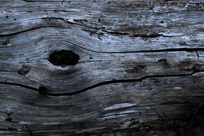 Full frame shot of tree trunk
