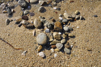 Close-up of crab on sand