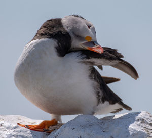 Close-up of a bird