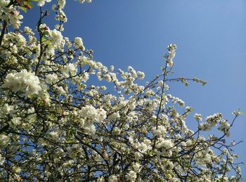 Low angle view of white flowers blooming on tree