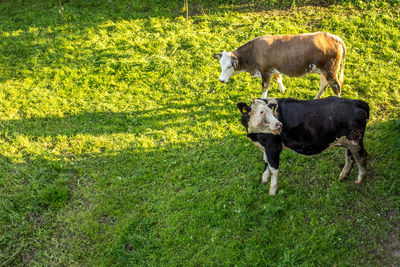 Cow standing on field