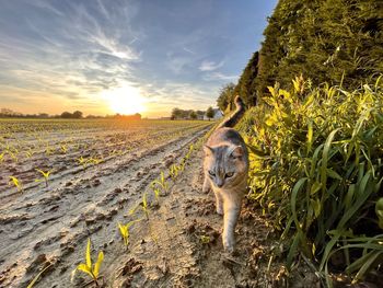 Portrait of horse on field against sky during sunset
