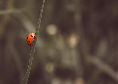 Close-up of ladybug on plant