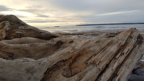 Close-up of driftwood at beach against sky during winter