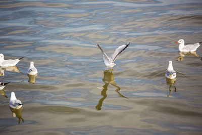 High angle view of swans swimming in lake