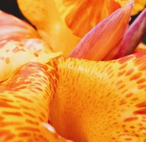 Close-up of orange flower