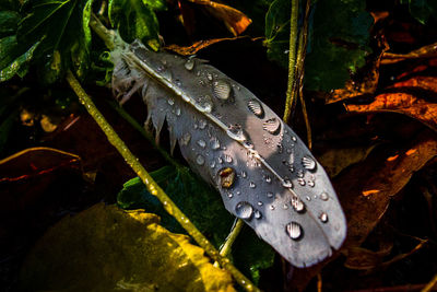 Close-up of raindrops on leaves