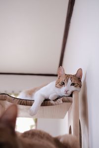 Cat relaxing at home