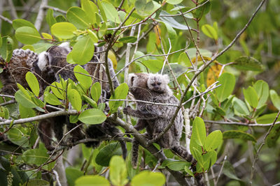 Close-up of squirrel on tree