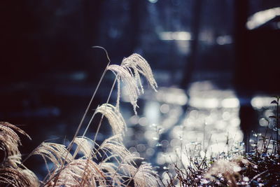 Close-up of frozen leaf during winter