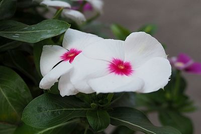 Close-up of white flowers blooming outdoors
