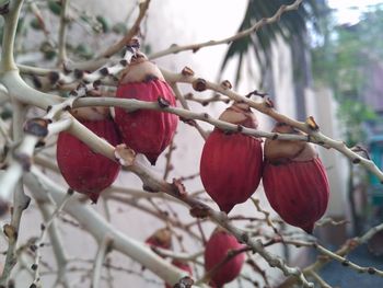 Close-up of berries on tree