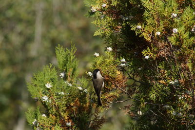 Bird perching on a tree