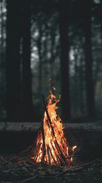 Bonfire on tree at night