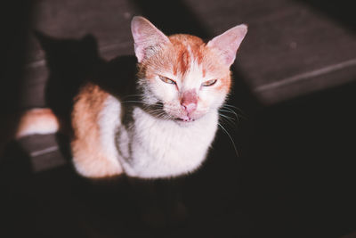 Close-up portrait of cat on floor