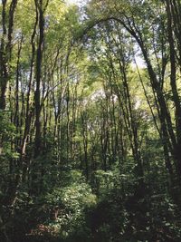 Trees in forest