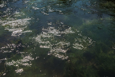 High angle view of tree by lake