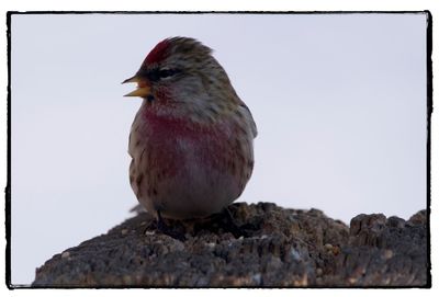 Close-up of bird perching against clear sky