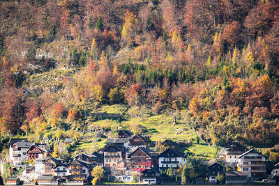 Trees and buildings