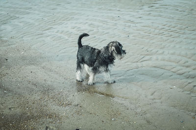 High angle view of dog on beach