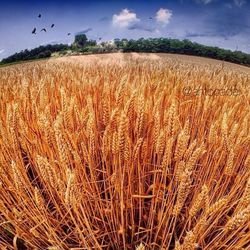 Scenic view of field against cloudy sky