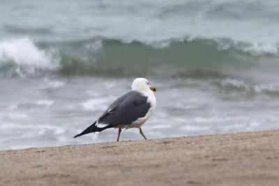 Close-up of bird perching on shore