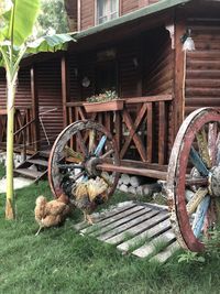 View of an animal on field