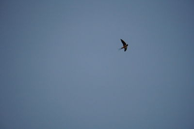 Low angle view of bird flying in sky